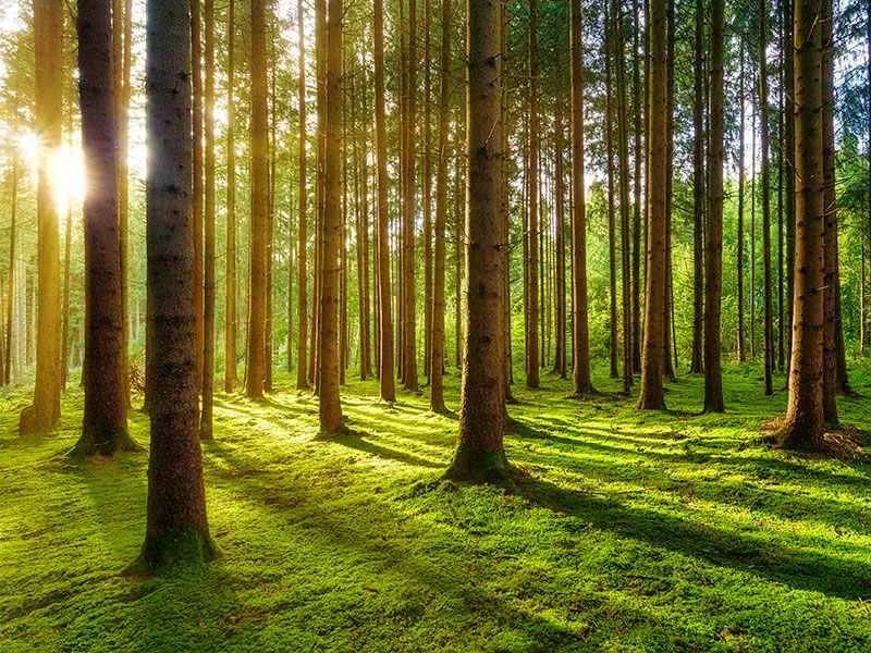 Campagna dona a parma nuove radici